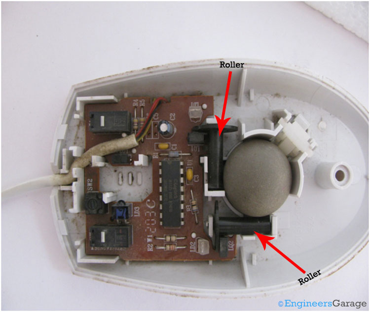 A Close View of Internal Mechanism of Lower Part of Mouse