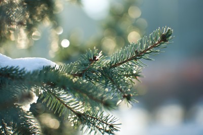 Scientists make plastic from Christmas trees