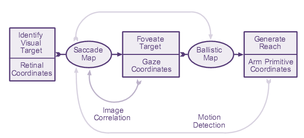 Simple Block Diagram Of Devlopmental Psychology in Humanoid Robots