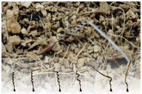 Mechanical Engineering Being Inspired By Burrowing Seeds