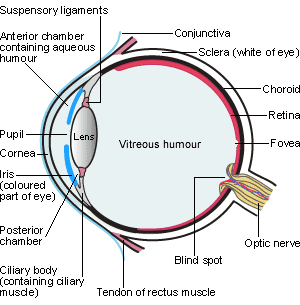 Internal Anatomy of Eye