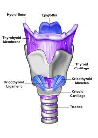 Larynx